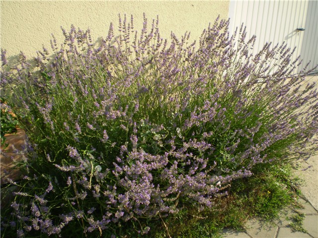 lavanda